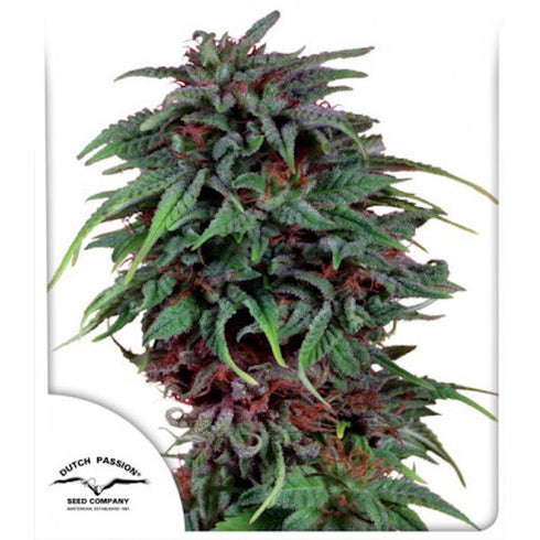 Dutch Passion - Durban Poison